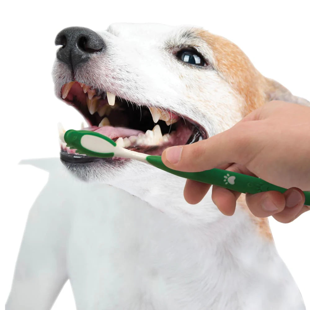 Nylabone Advanced Oral Care Natural Dental Kit for Dogs