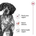 Royal Canin Dog Food Medium Adult Can 410g
