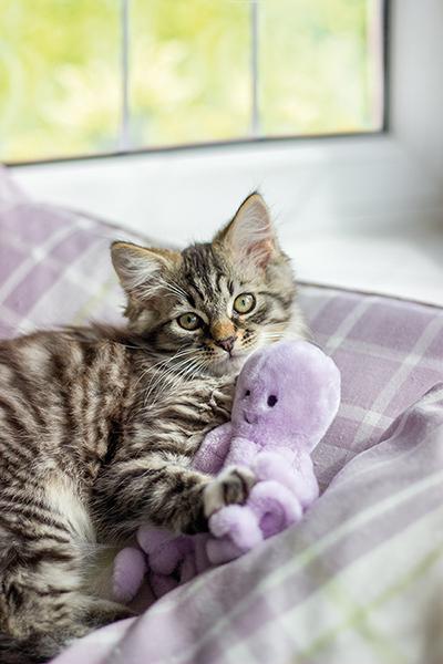 Rosewood Under the Sea Octopus Cat Toy