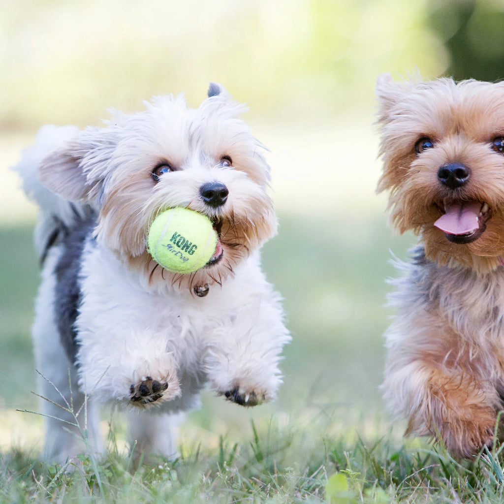 KONG DOG AIRDOG SQUEAKER BALLS SMALL