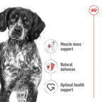 Royal Canin Medium Adult Wet Dog Food