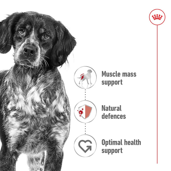 Royal Canin Medium Adult Wet Dog Food