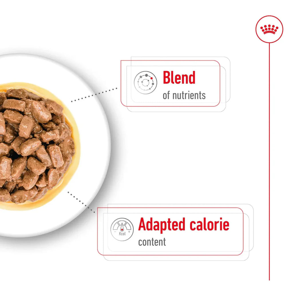 Royal Canin Mini Ageing Wet Dog Food