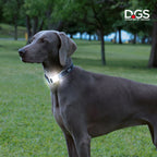 DGS Comet LED Safety Collar L