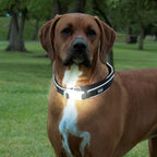 DGS LED COLLAR SMALL BLACK ( Stock)