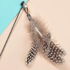 Pawpular Feather Teaser