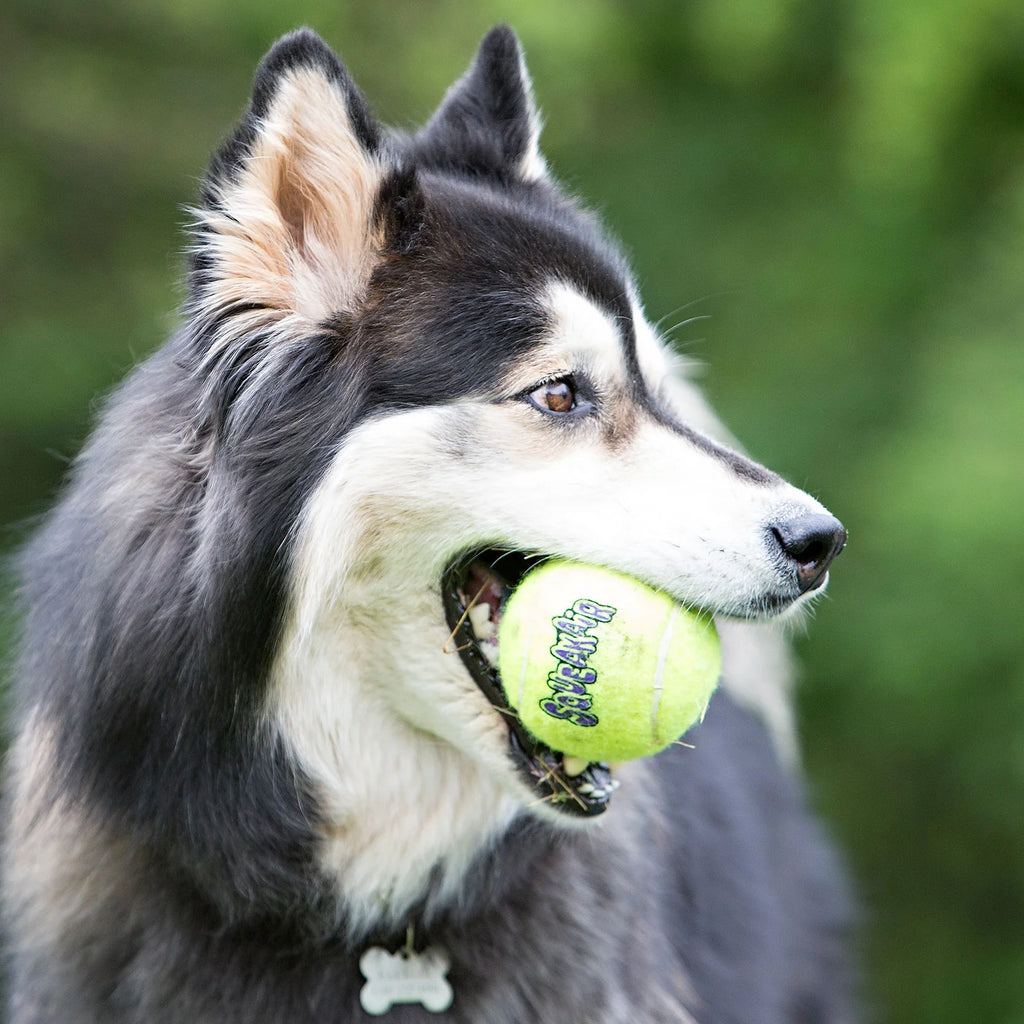 KONG DOG AIRDOG SQUEAKER BALLS MEDIUM