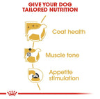 ROYAL CANIN Poodle Breed Adult Wet Dog Food Loaf Pouches