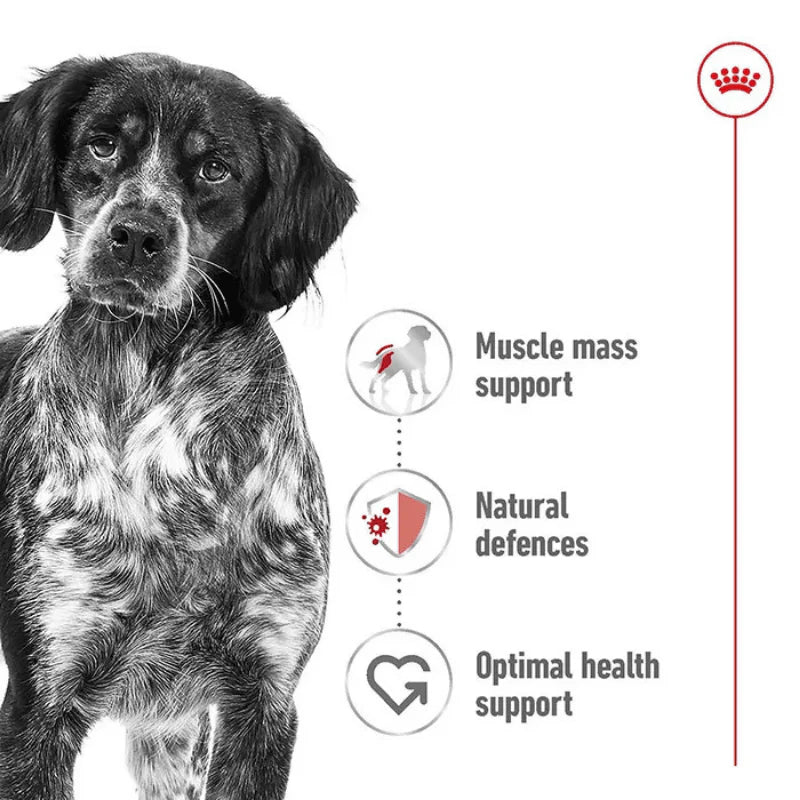 Royal Canin Medium Adult Dog Wet Food Cans 12 x 410g